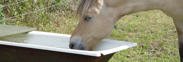 paard